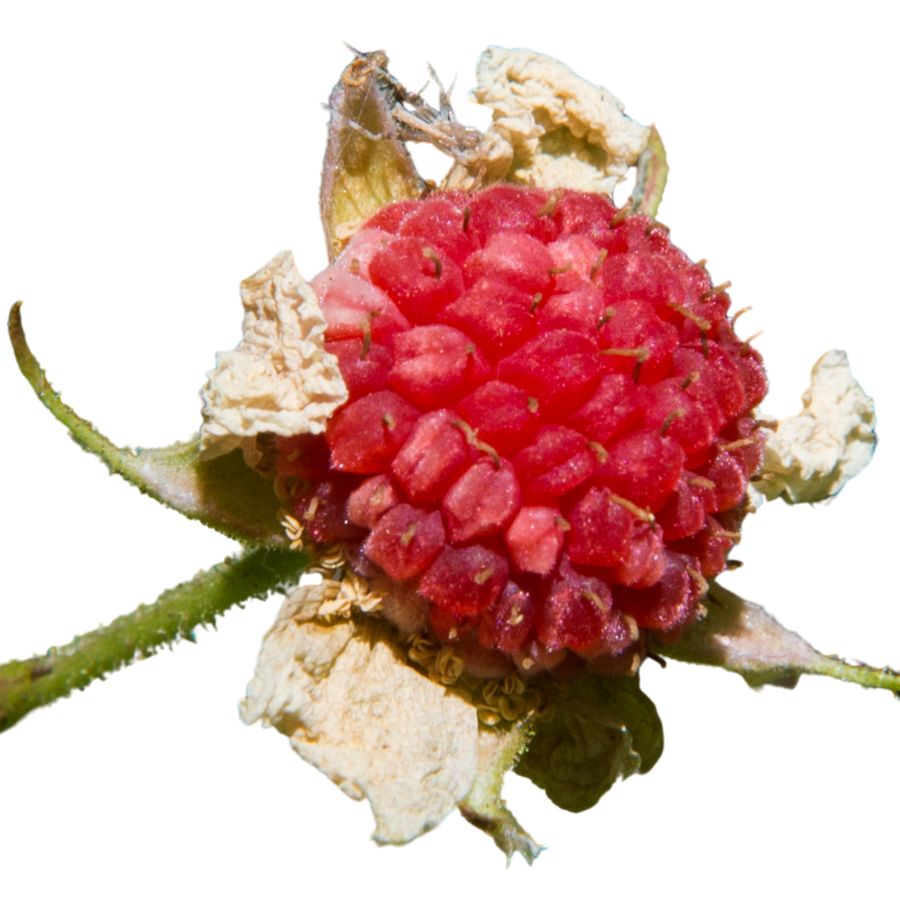 red thimbleberry fruit