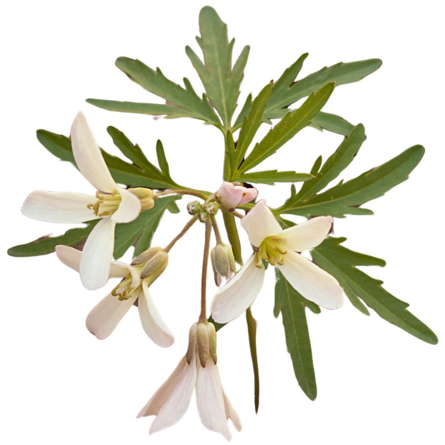 four white toothwort flowers with green leaves