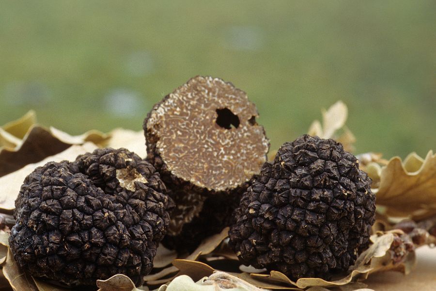 Black truffles on leaves
