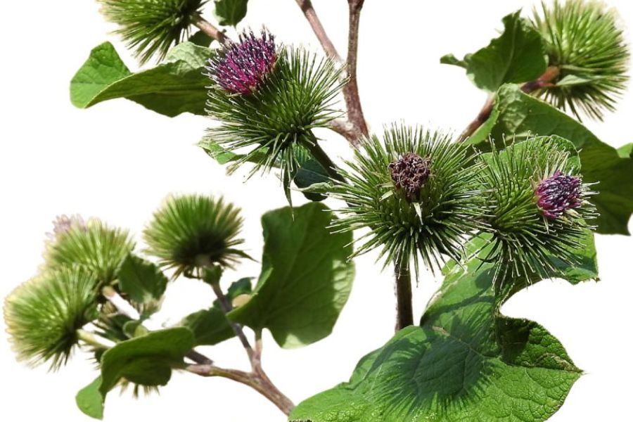 burdock plant