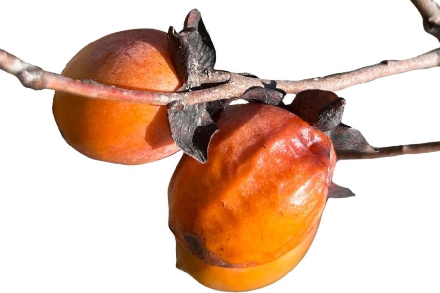 four orange persimmon fruits on branches
