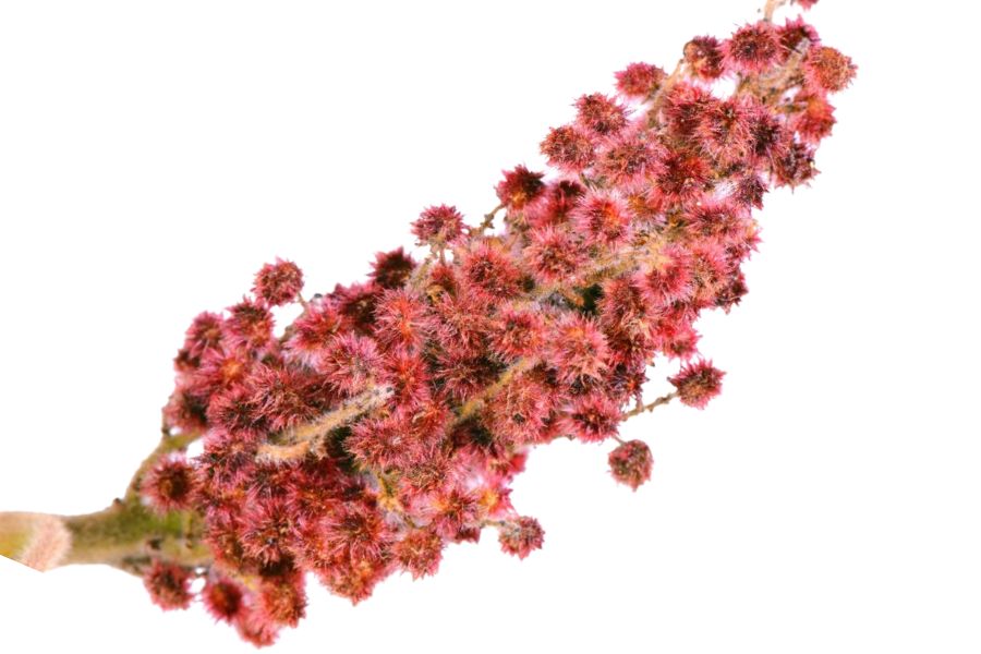 red staghorn sumac berries