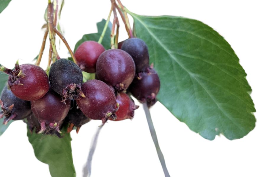 Serviceberries on leafy branch