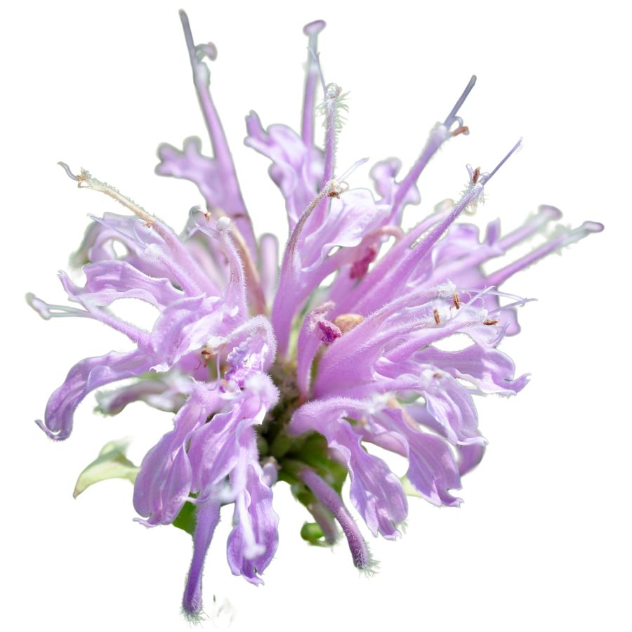 purple wild bergamot flower