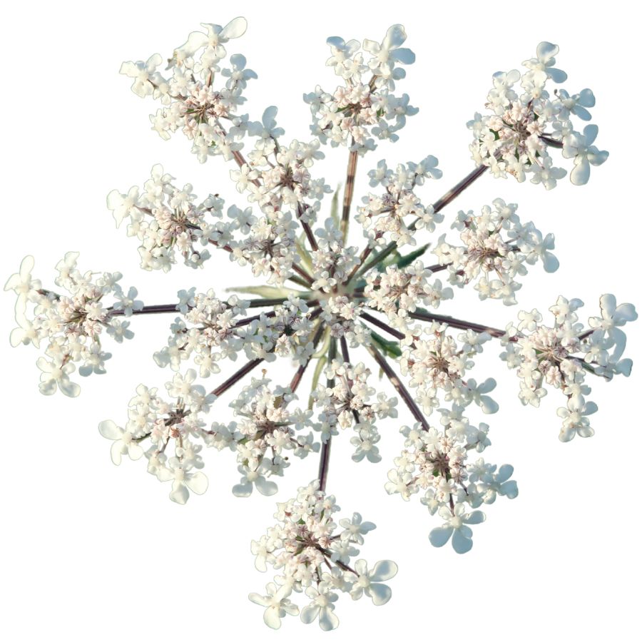 white wild carrot flowers