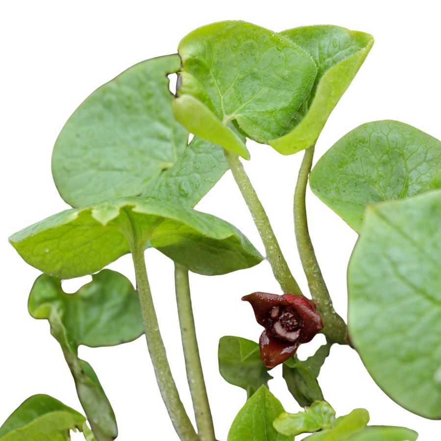 several green wild ginger leaves with a red flower