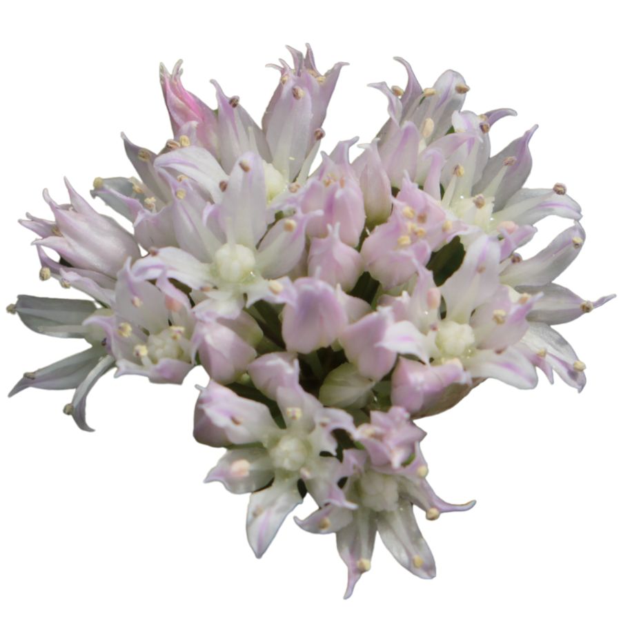 wild onion flowers