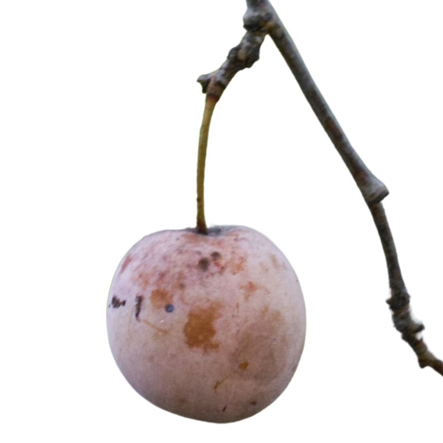purple wild plum fruit on the stem