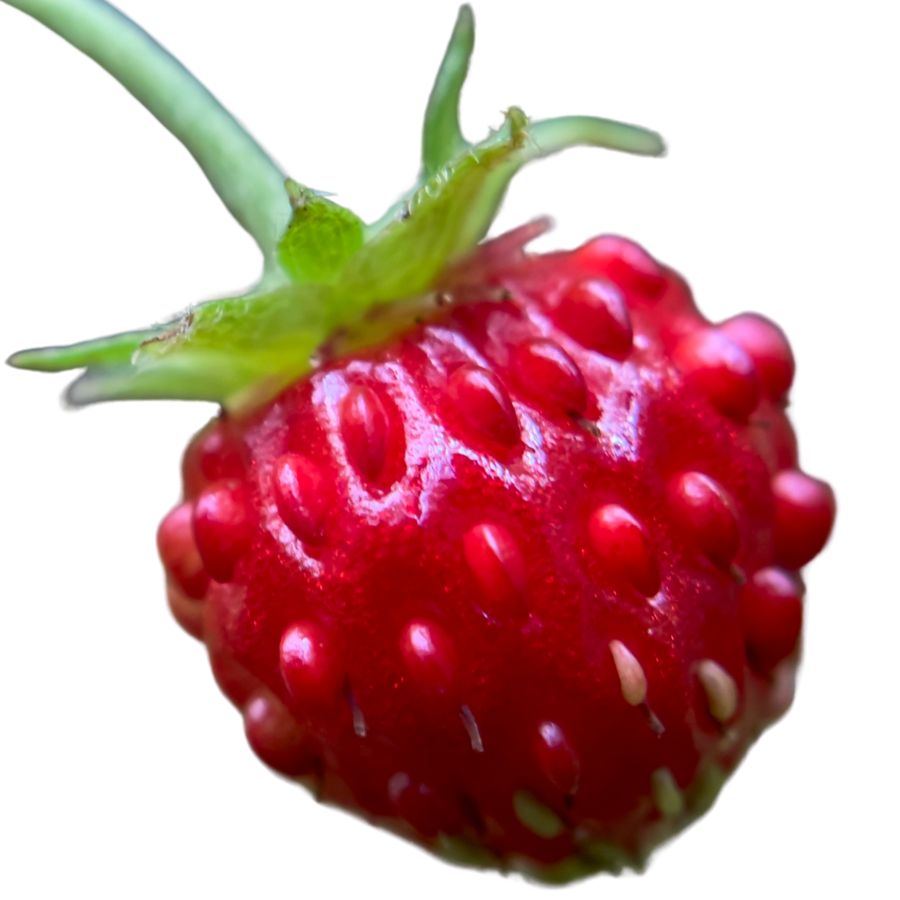 deep red woodland strawberry