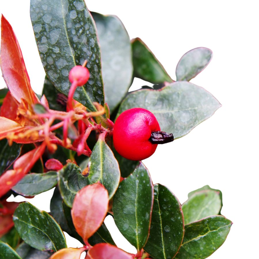 pink wintergreen berry among green leaves