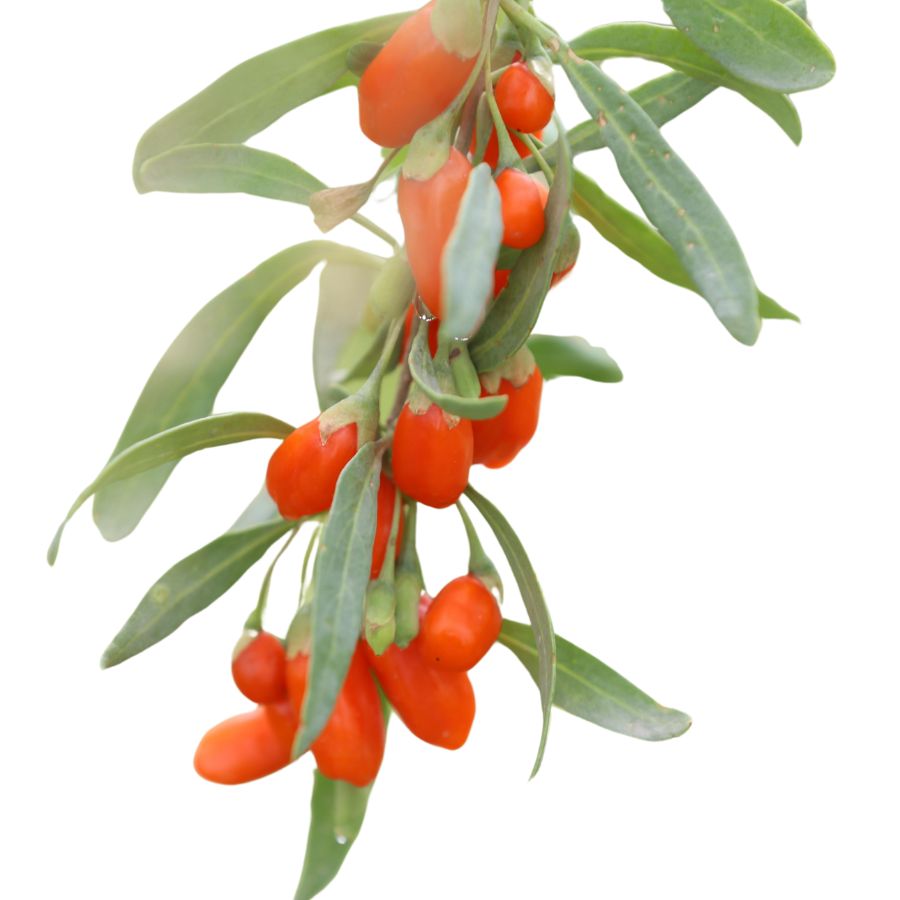 several red wolfberries with green leaves