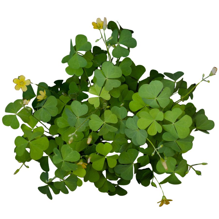 green wood sorrel leaves with yellow flowers