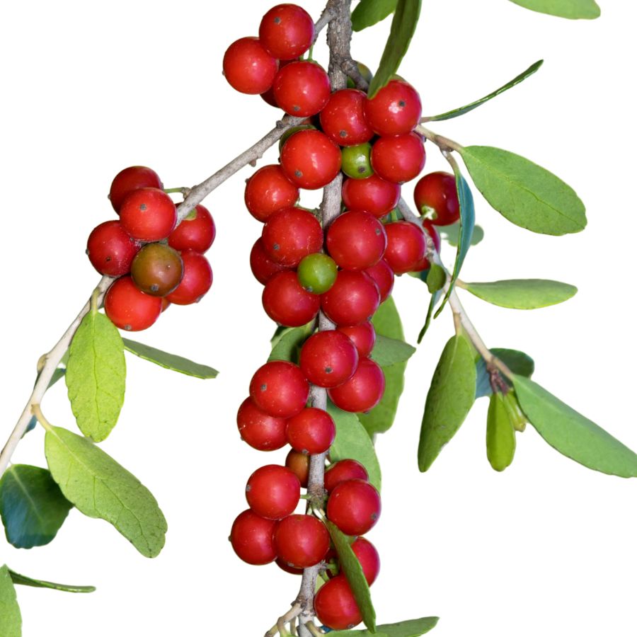 several red yaupon holly berries on a branch