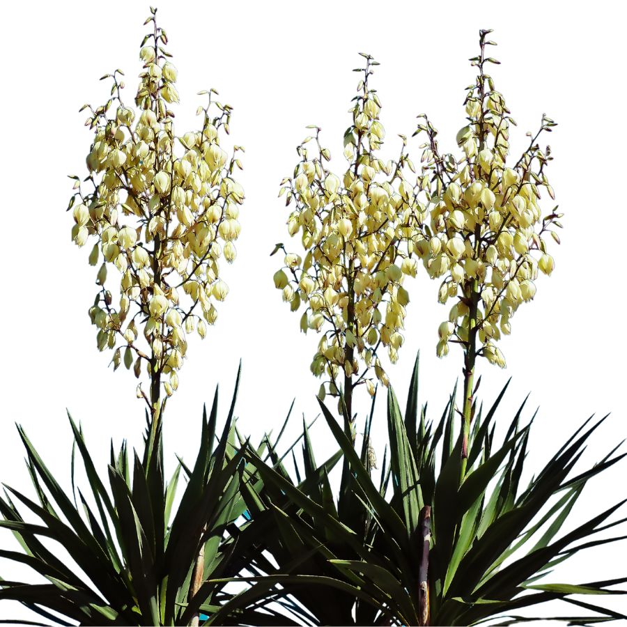 three yucca plants with white flowers