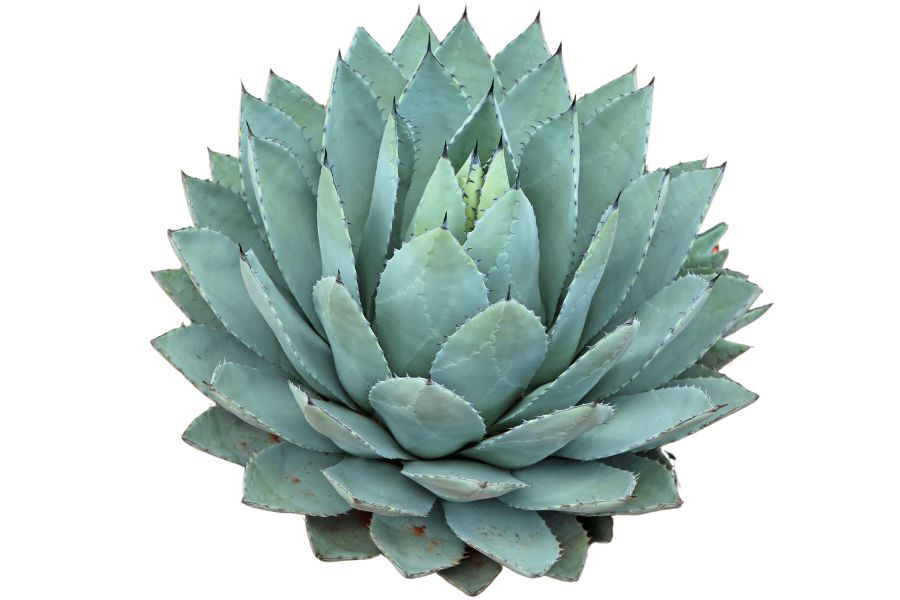 agave cactus