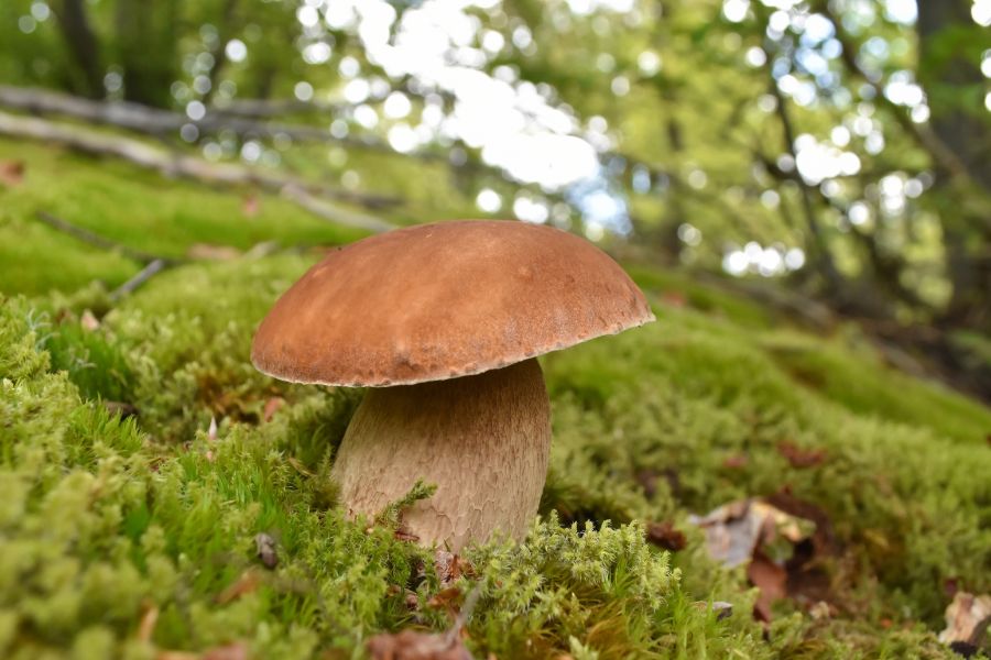 porcini mushroom among moss