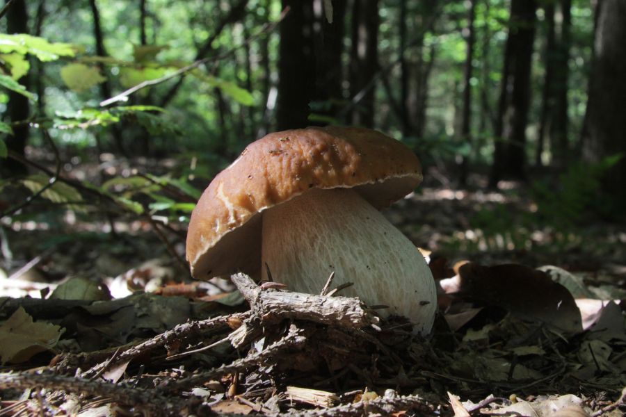porcini mushroom with a brown cap and white stem