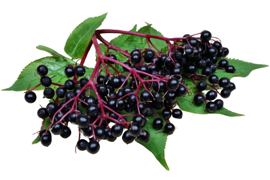 black elderberry bunches on green leaves