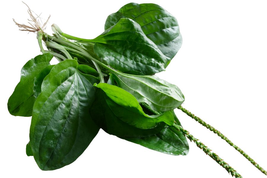 several edible green leaves