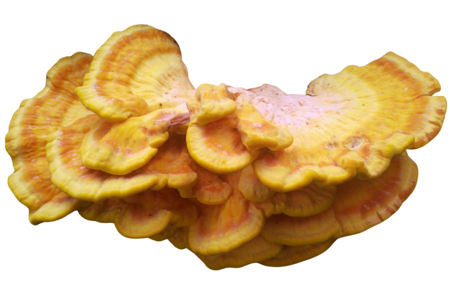 chicken of the woods mushrooms