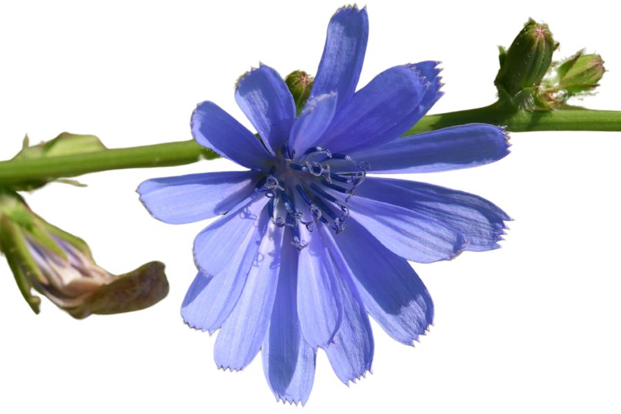 purple chicory flower
