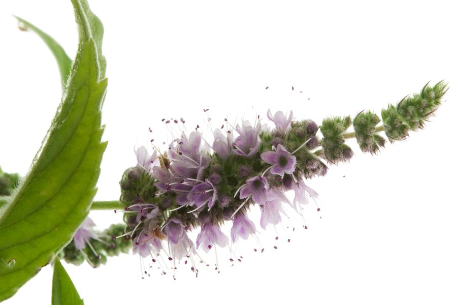 flowers and leaves of wild mint