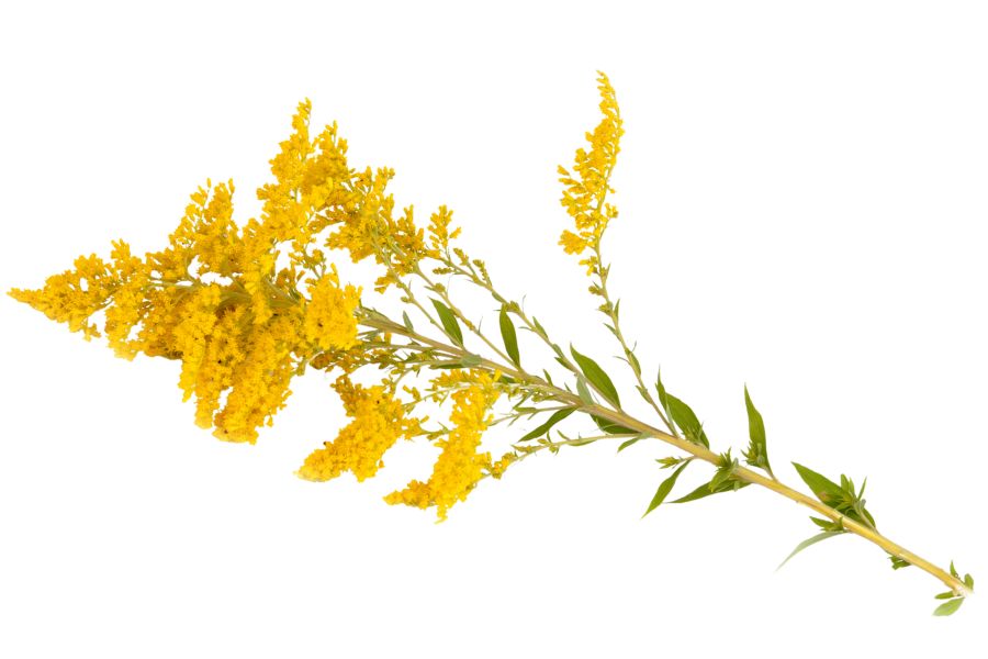 goldenrod stalk with yellow flowers