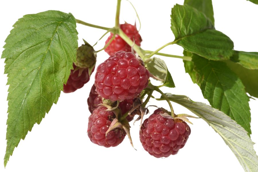red raspberries and green leaves on a branch