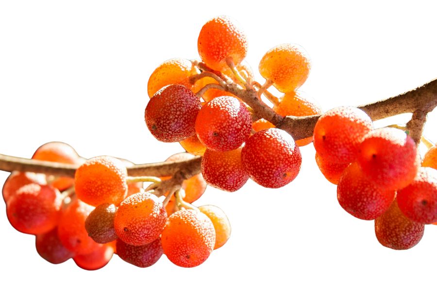 red autumn olive berries on a branch