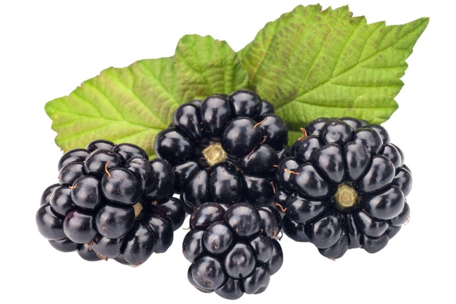 four blackberries with green leaves