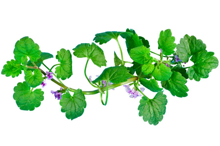green vine with round leaves and purple flowers