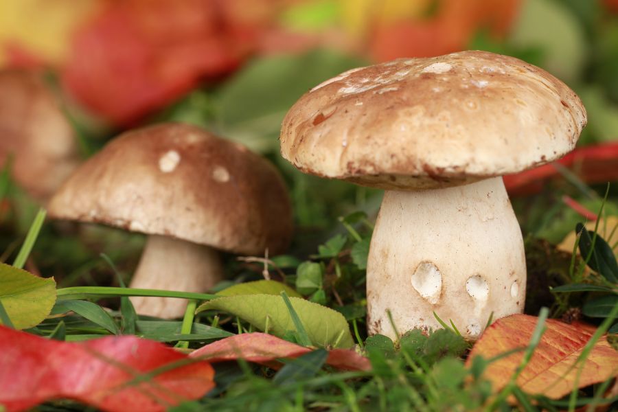 two porcini mushrooms among fallen leaves