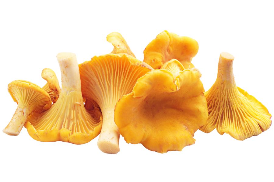 several golden chanterelle mushrooms