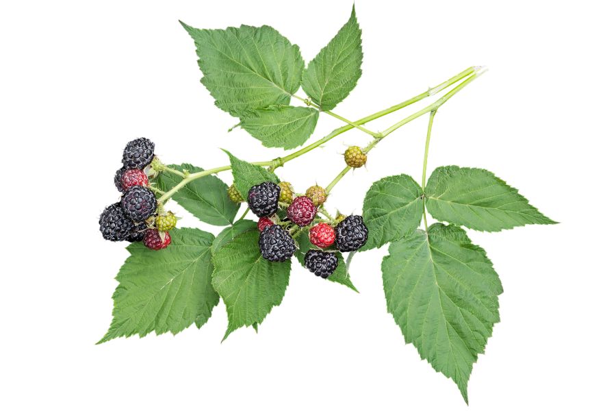 several black raspberries on leafy stems
