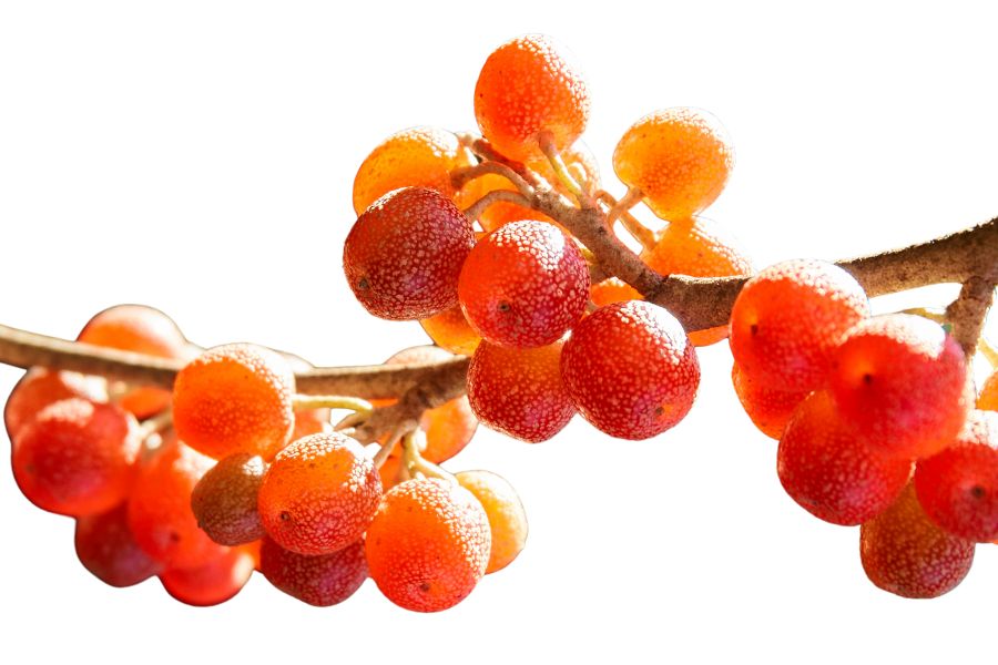 several red autumn olives on a branch