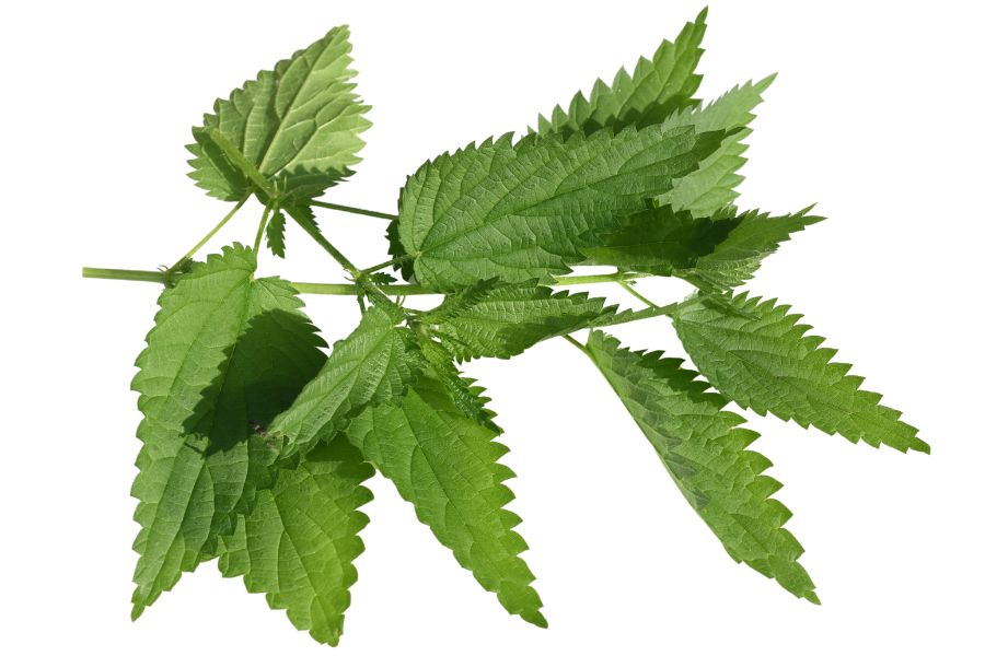 stem with several green leaves