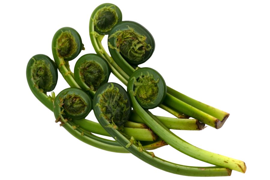 several ostrich fern fiddleheads