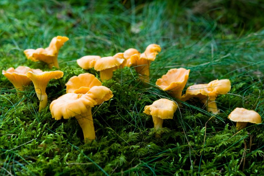 several yellow chanterelle mushrooms