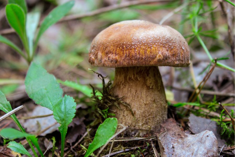 porcini mushroom among forest undergrowth