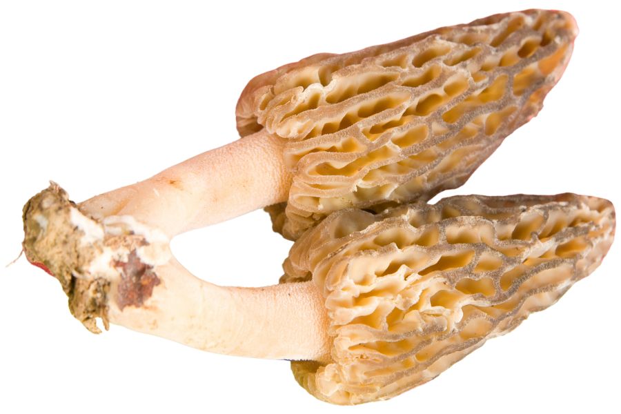 two morel mushrooms