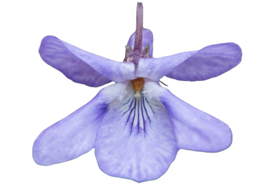 violet flower