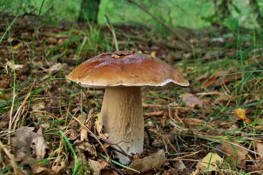 porcini mushroom on forest floor