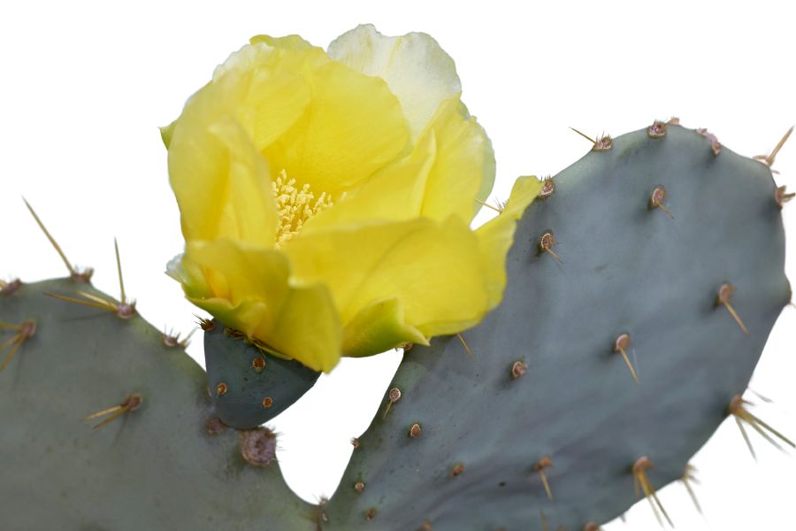 desert prickly pear cactus with yellow flower