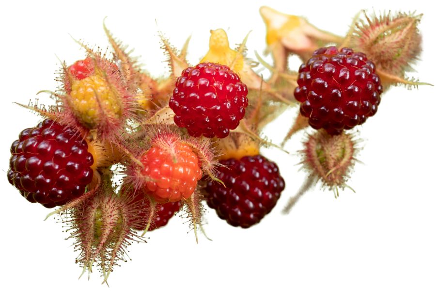 several red wineberries
