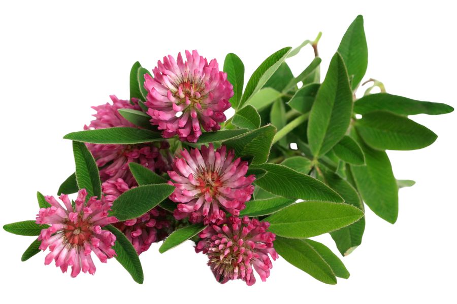 red clover flowers and leaves
