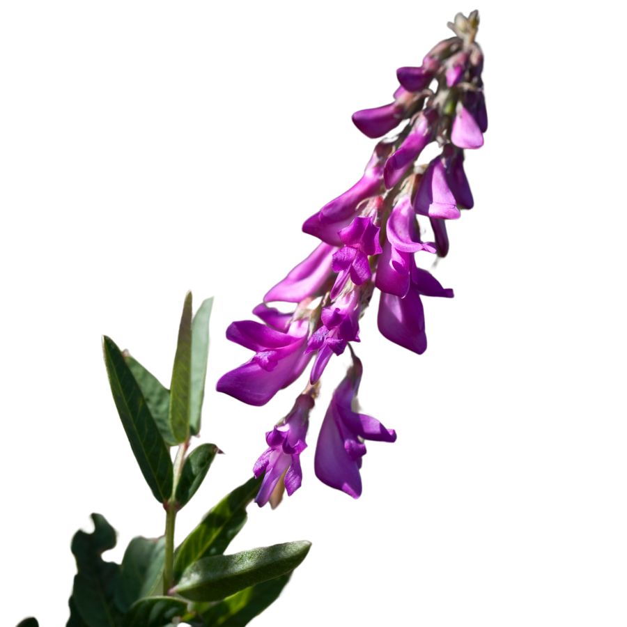 purple alpine sweetvetch flowers on a leafy stalk