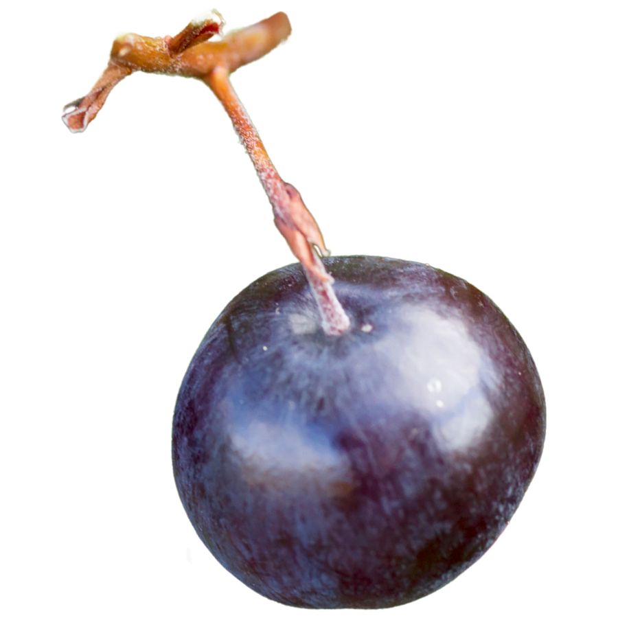 deep red American cranberry