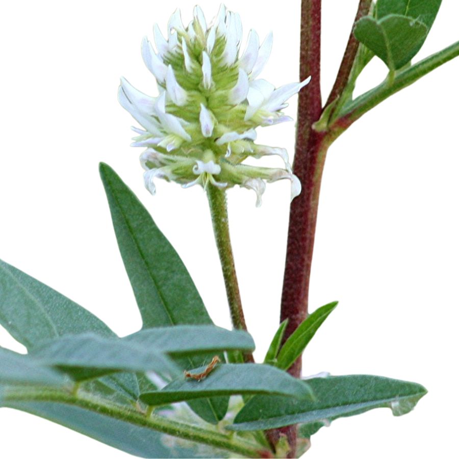 white American licorice flower