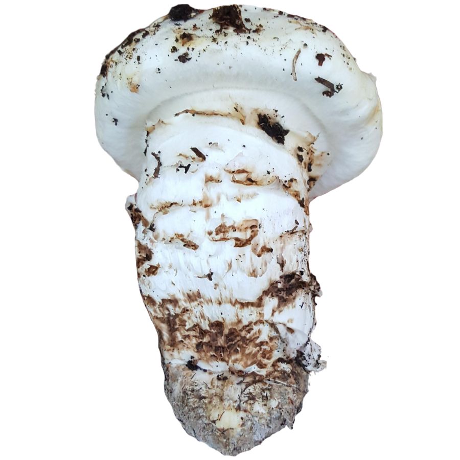 large white American matsutake mushroom