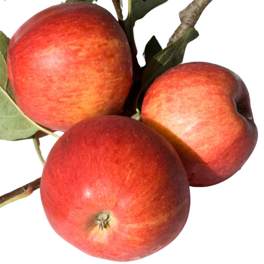 three apples on a branch